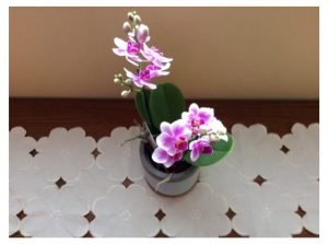 Ma première orchidée